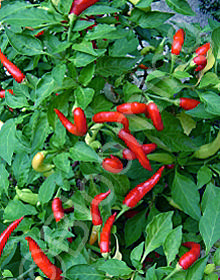 Capsicum annuum 'Ring of Fire'